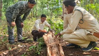 साल के पेड़ में कीट के प्रभाव को जांचते वन विभाग के अधिकारी। (सौ.वन विभाग)