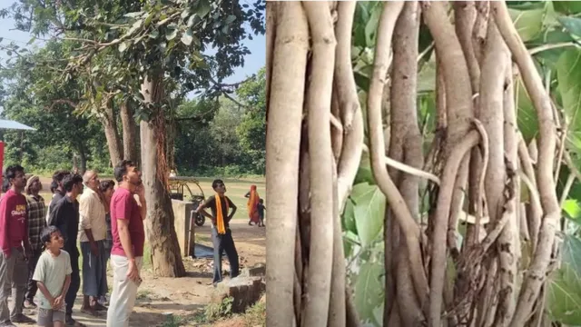 बरगद के पेड़ पर लिपटा दिखा रहस्यमयी 'सफेद सांप', भोलेनाथ का अवतार मानकर लोगों ने लगाए 'हर-हर महादेव' के जयकारे
