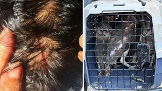 'ला रेजिडेंशिया' सोसायटी में पिछले एक सप्ताह से लोगों के सिर पर हमला (फाइल फोटो) कर दहशत फैला रहे उल्लुओं को वन विभाग की टीम ने सोमवार शाम को पकड़ लिया।