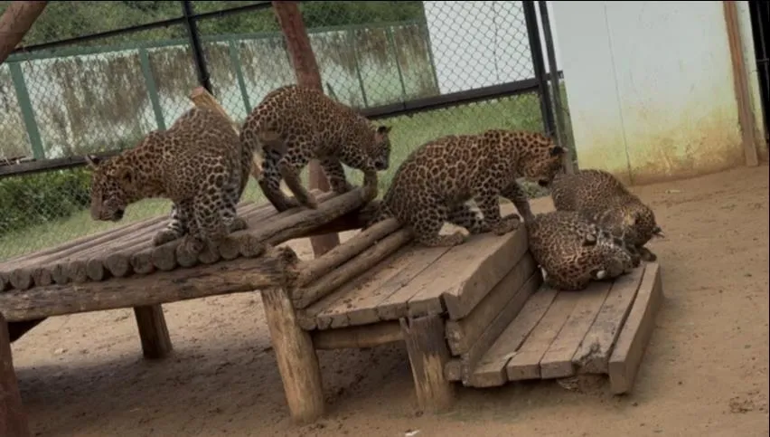 UP Etawah Safari Park UP Etawah Safari Park