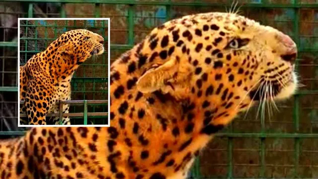 शिकारी खुद यहां जाल में फंस गया! बकरी के लालच में पिंजरे में फंसा तेंदुआ
