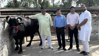 पशुओं की बिक्री के दौरान लुवास में मौजूद पशुपालक।