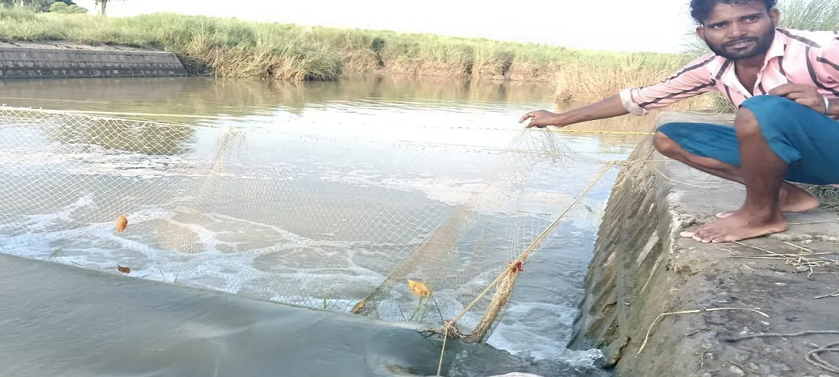 Dead Crocodile Found in Prayagraj Check Dam Locals Fear More