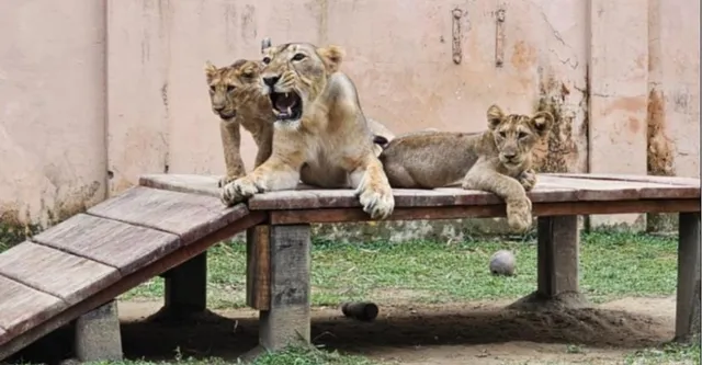 Etawah Safari Park: इटावा सफारी पार्क में क्या-क्या है? 424 वन्यजीव और 22 शेर, जानें टिकट से लेकर घूमने तक की पूरी जानकारी
