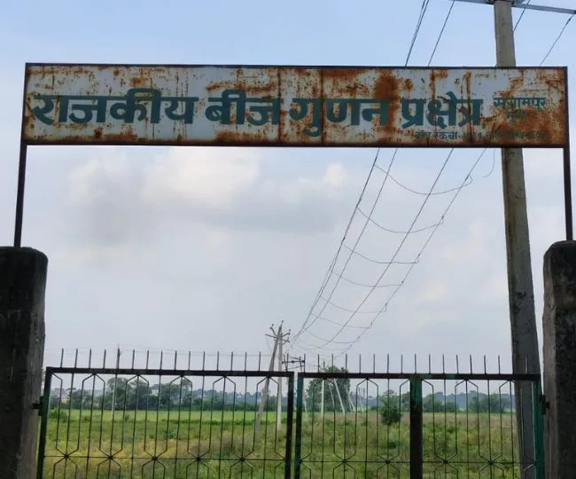 Munger Sangrampur Faces Paddy Crisis Amidst Irrigation Failure (1)