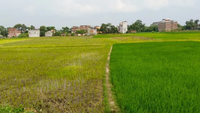 धान का कटोरा पड़ा सूखा! मुंगेर के संग्रामपुर में सिंचाई व्यवस्था ध्वस्त, 150 एकड़ खेत परती, किसानों की बढ़ी चिंता
