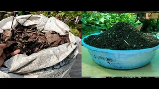 IIT(ISM) Dhanbad में सूखे पत्तों से बनेगी जैविक खाद। (प्रतीकात्मक फोटो)