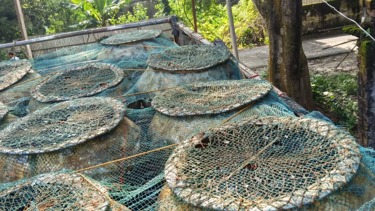 Slug  katihar 50 quintal banned chinese mangur fish seized (1)