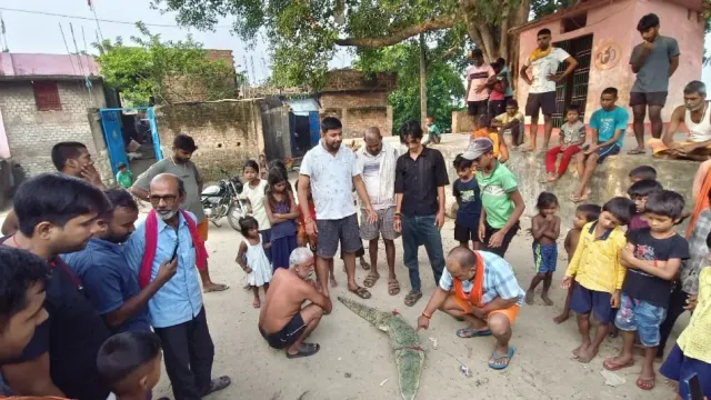 आरा में मछली पकड़ते समय जाल में फंसा घड़ियाल, वन विभाग ने रेस्क्यू कर गंगा में छोड़ा
