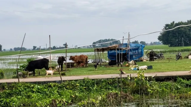 मधेपुरा में पशुपालकों के लिए पशुचारा का सकंट, कीमत हुई दोगुनी; दूध उत्पादन भी प्रभावित

