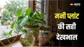 मनी प्लांट के पास मंडरा रहे हैं मच्छर और कीड़े? (AI Generated Image)