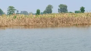 वैशाली में बाढ़ से 7455 हेक्टेयर में लगी फसल बर्बाद, राघोपुर में सबसे ज्यादा तबाही
