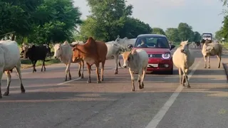 सरकारी सख्ती बेअसर, हरियाणा-एनसीआर की सड़कों पर अब भी हजारों बेसहारा पशु।