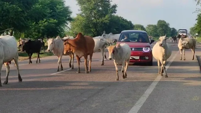 दूध निकाला और सड़क पर छोड़ दिया, सरकारी सख्ती का नहीं कोई असर; हरियाणा-NCR में हादसों की वजह बन रहे आवारा पशु