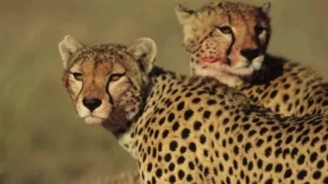 चीता प्रोजेक्ट के चार साल... भारत में अफ्रीकी देशों से डेढ़ गुना से अधिक रही शावकों के जीवित रहने की दर; जानिए कैसे हुआ यह कमाल