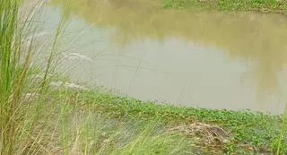 इसी नहर में मिला है शव। जागरण