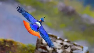 प्रतीकात्मक तस्वीर।