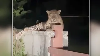 नौगावां सादात में पुल की दीवार पर बैठा तेंदुआ स्रोत वीडियो ग्रैब