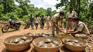 ओडिशा के मलकानगिरी में 55 कछुओं का रेस्क्यू, तस्करी के आरोप में 4 गिरफ्तार (AI Generated Image)