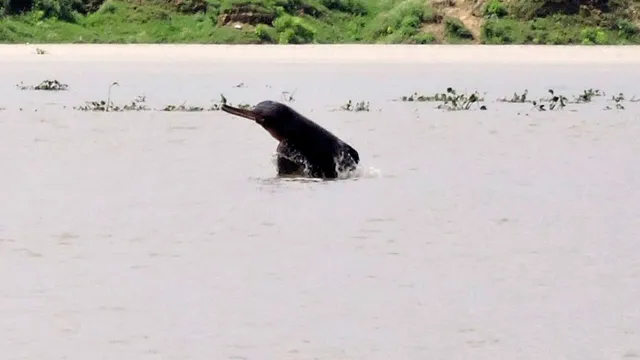 बिजनौर: गंगा बैराज पर फिर लौटी डाल्फिन, उथली धारा होने पर चली गई थी दूर