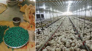 करनाल में बंद मुर्गी फार्म में चल रही थी अवैध पटाखा फैक्ट्री (फाइल फोटो)