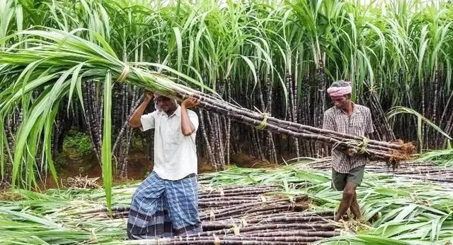 UP में अब पर्ची से पहले गन्ना किसान घर बैठे देख सकेंगे सट्टा-कैलेंडर, एप पर मिलेगी पूरी जानकारी
