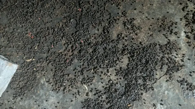 सावधान! आप भी तो नहीं खा रहे नकली काली मिर्च, गोंद और मैदा में डुबोकर चमकदार बनाने वाली फैक्ट्री का भंडाफोड़