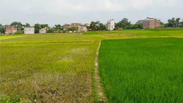 कभी कहलाता था 'धान का कटोरा', अब बूंद-बूंद पानी को तरस रहे; मुंगेर के 3 पंचायतों में परती रह गए 150 एकड़ खेत