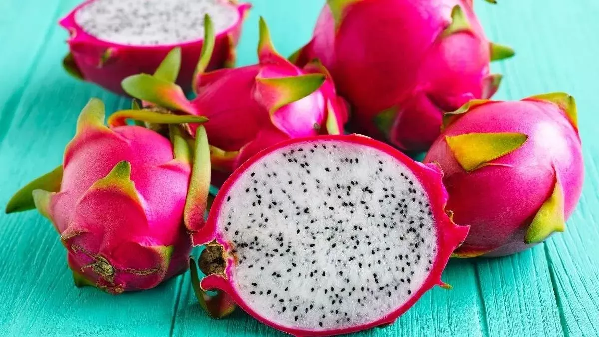 07_06_2025-dragon_fruit_cultivation_23958193