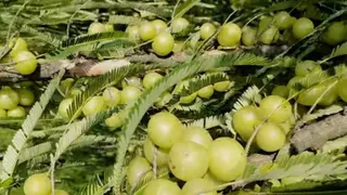 कमईपुर में आंवले के पेड़ में लगा फल: जागरण