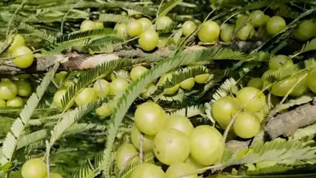 शुगर लेवल कंट्रोल करने के साथ बढ़ाए इम्युनिटी, डायबिटीज से ग्रस्त लोगों के लिए अमृतफल है प्रतापगढ़ का आंवला
