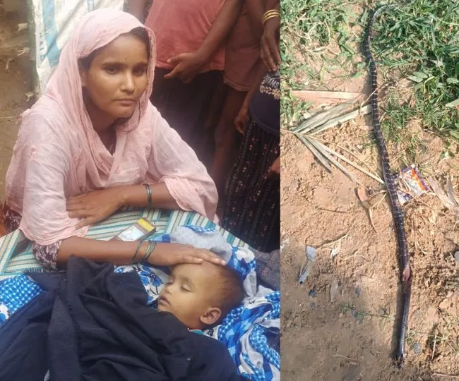 Banka Father Son Die After Krait Snake Bite Superstition Blamed (1)