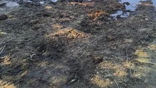 गंगा का जलस्तर कम होने के बाद किनारों पर बिखरी पड़ी गंदगी।