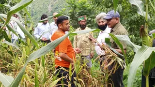 अदरक का निरीक्षण करते कृषि वैज्ञानिक। फोटो जागरण
