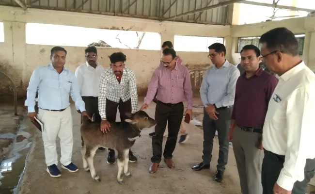 bhadawari buffalo 215417