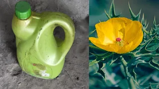 बलिया में सत्यानाशी तेल ने ली तीन जानें सरसों में मिलावट से फैला जहर।