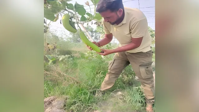 लौकी की खेती ने बदली लखीमपुर के किसान की तकदीर, 37000 खर्च कर कमाए 94 हजार रुपये