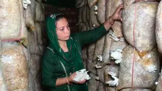 मशरूम के साथ पूजा सैनी। जागरण
