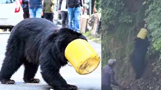 सिर में डिब्बा फंसने से डलहौजी शहर में पहुंच गया भालू और रेस्क्यू का प्रयास करती टीम।