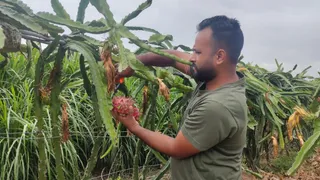 ऊना में ड्रैगन फ्रूट की खेती करता किसान। जागरण