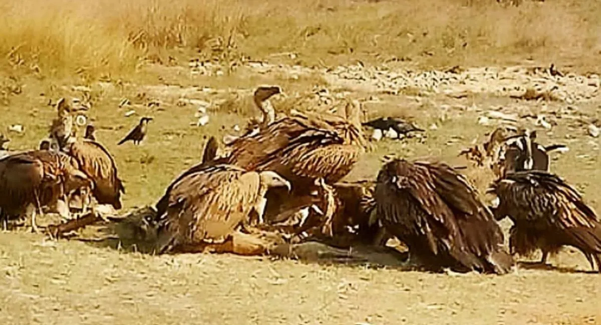 Giddhon ki sankhya badhi