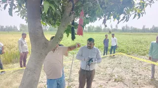 इसी पेड़ पर लटका मिला था प्रेमी युगल का शव