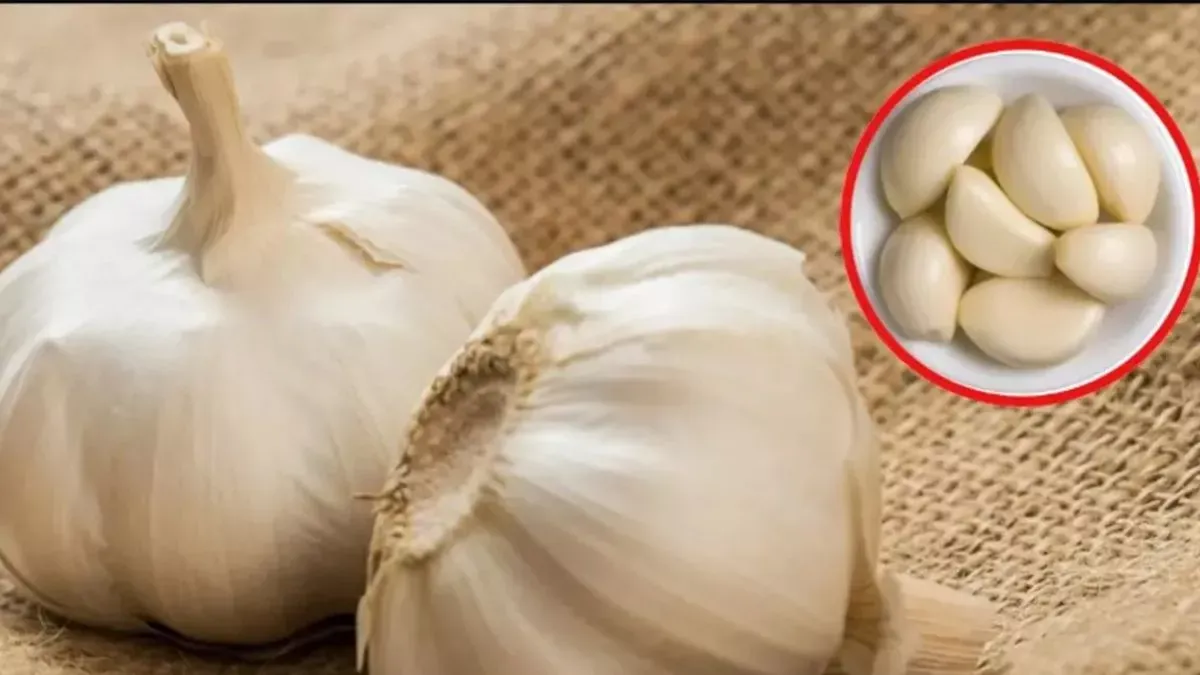 garlic