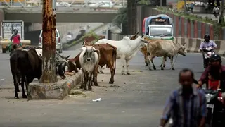 सड़कों पर पशुओं को लावारिस छोड़ा होगी सख्त कार्रवाई (फोटो- एक्स)