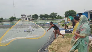 झज्जर:खारे पानी के तालाब में जाल डालकर झींगा मछली पकडते हुए। डीपीआरओ