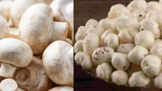 मशरूम से बढ़ रही बिहार के लोगों की कमाई। सांकेतिक तस्वीर