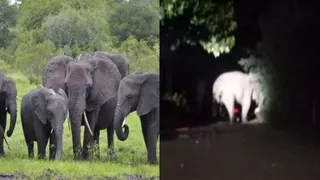 सोनभद्र में अक्टूबर से बढ़ती हाथियों की हलचल, छत्तीसगढ़ से आने वाले झुंडों से ग्रामीण परेशान।