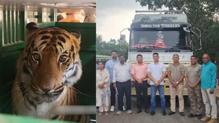 महाराष्ट्र से हिमाचल पहुंचाया गया बंगाल टाइगर, इस ट्रक में लेकर आई टीम। जागरण