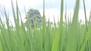 Bihar Weather Update: विदाई से पहले फिर भिगोएगा मानसून! बंगाल की खाड़ी में बना डिप्रेशन, भागलपुर में 24-25 सितंबर को भारी बारिश के आसार