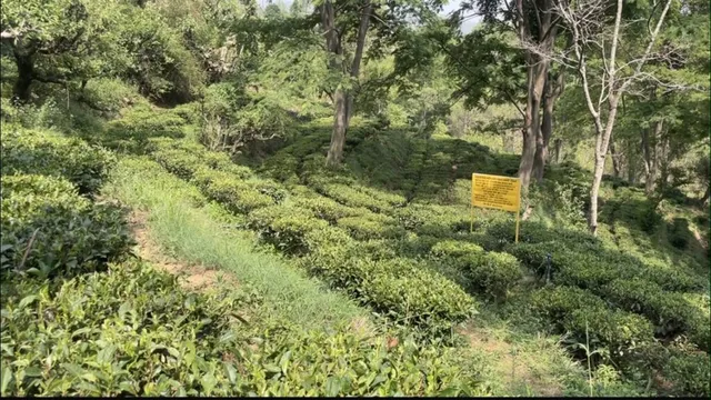 बारिश में महके कौसानी के चाय बागान, पांच प्रदेशों से बड़ी संख्या में पहुंचे पर्यटक... बस 25 रुपये का टिकट